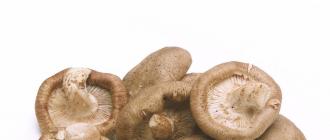 Don't eat toadstool: a service for recognizing mushrooms by photography
