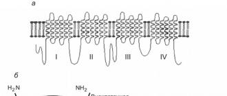 General understanding of the structure and function of ion channels Voltage-dependent sodium channels
