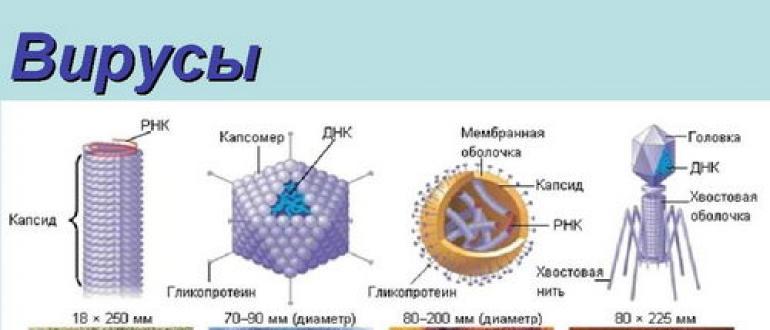 Каково строение вируса кратко. Вирус гриппа строение биология 10 класс. Схематическая структура вируса гриппа. Схема строения вируса гриппа. Строение вируса без подписей.